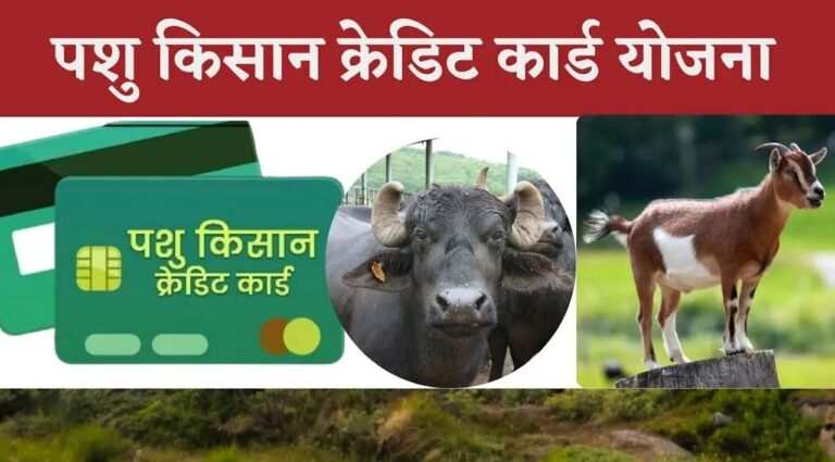 Pashu Kisan Credit Card Yojana 2024: Farmers Can Avail Loan Up to 3 Lakhs for Livestock